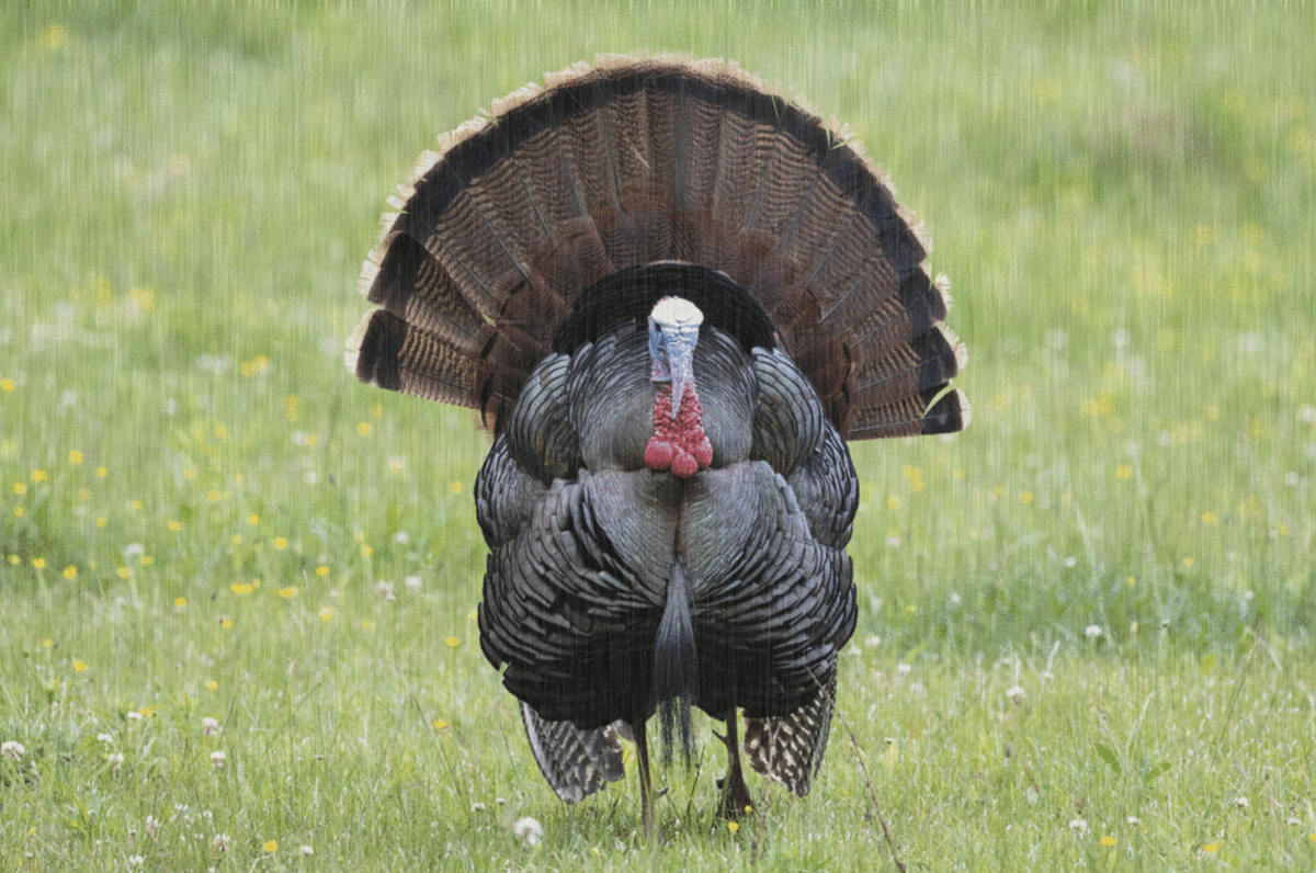 5 Essential Tips For Turkey Hunting In The Rain