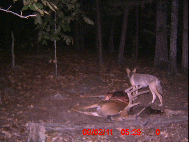 coyote kills deer photo