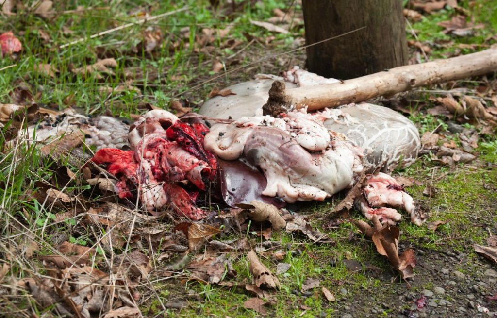 pile of deer guts after field dress