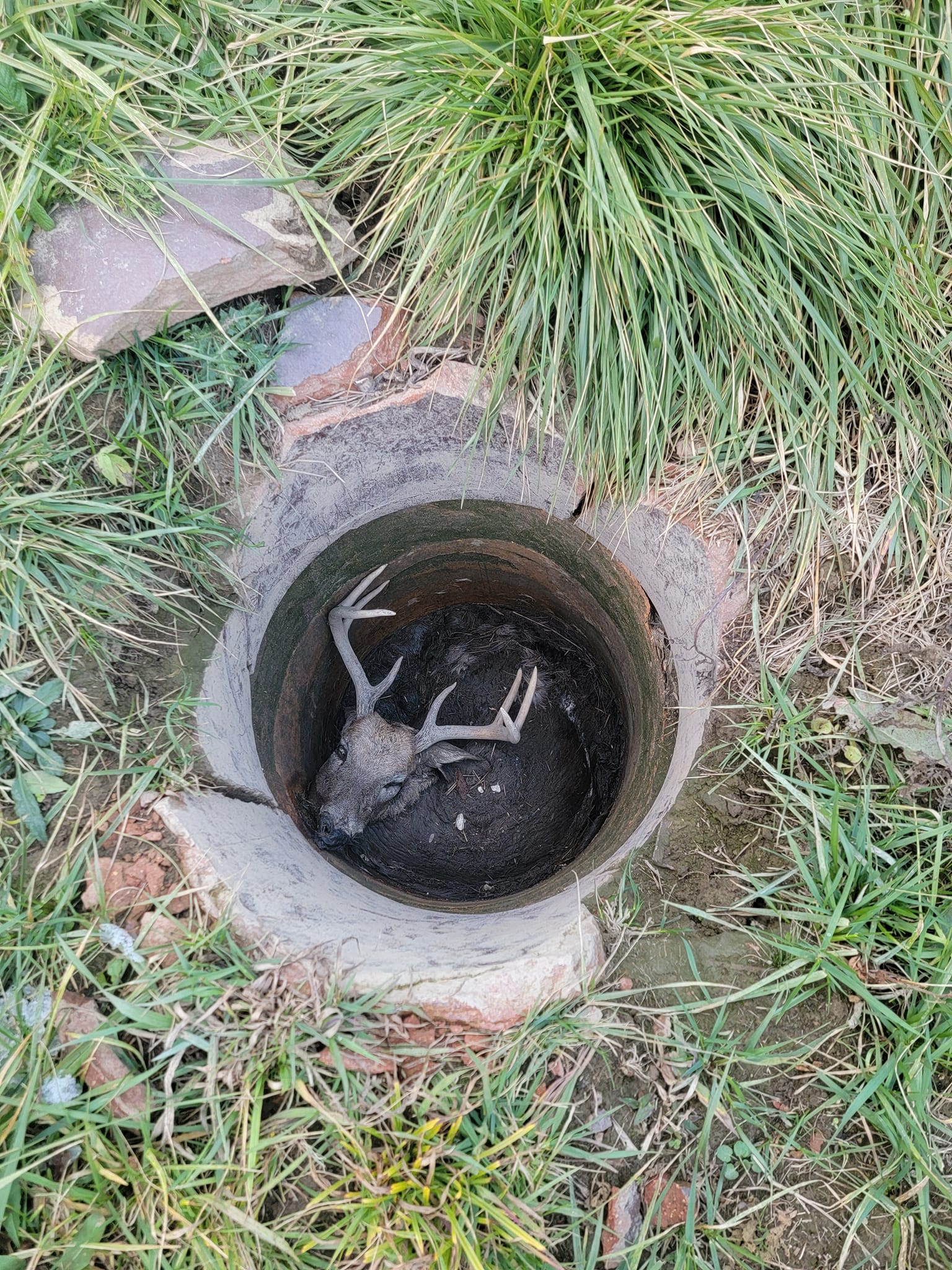 deer in cistern well