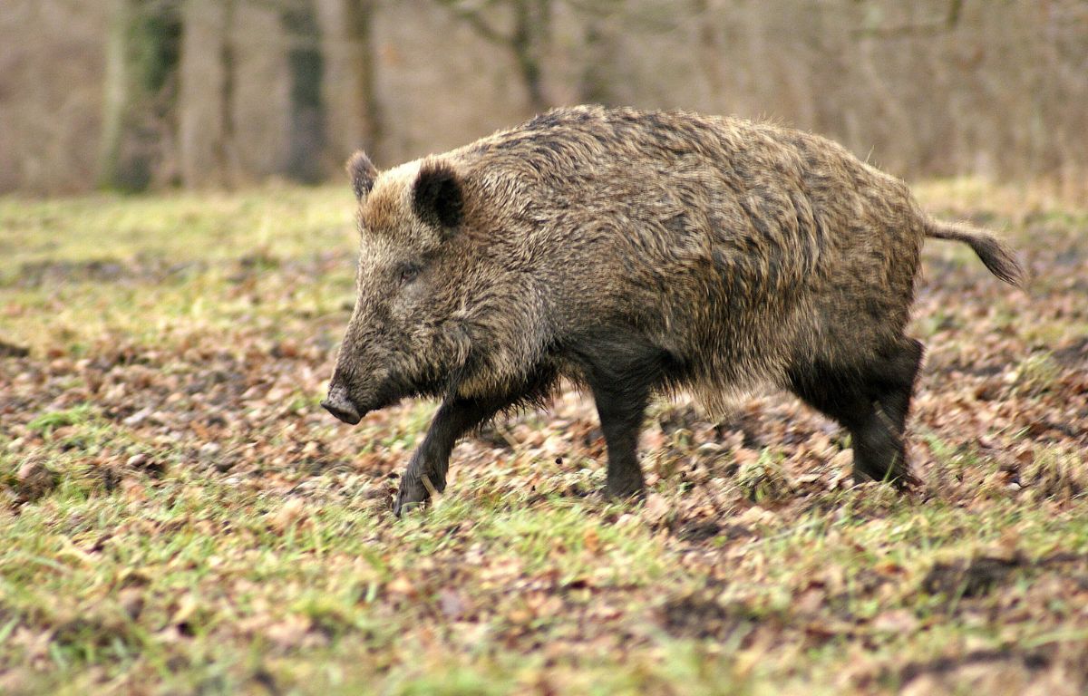 feral hog in field