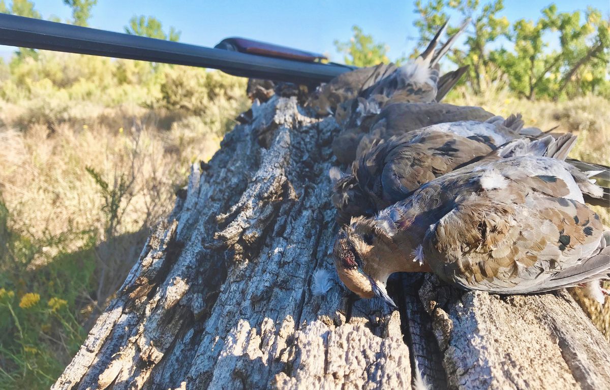 dove hunting tips
