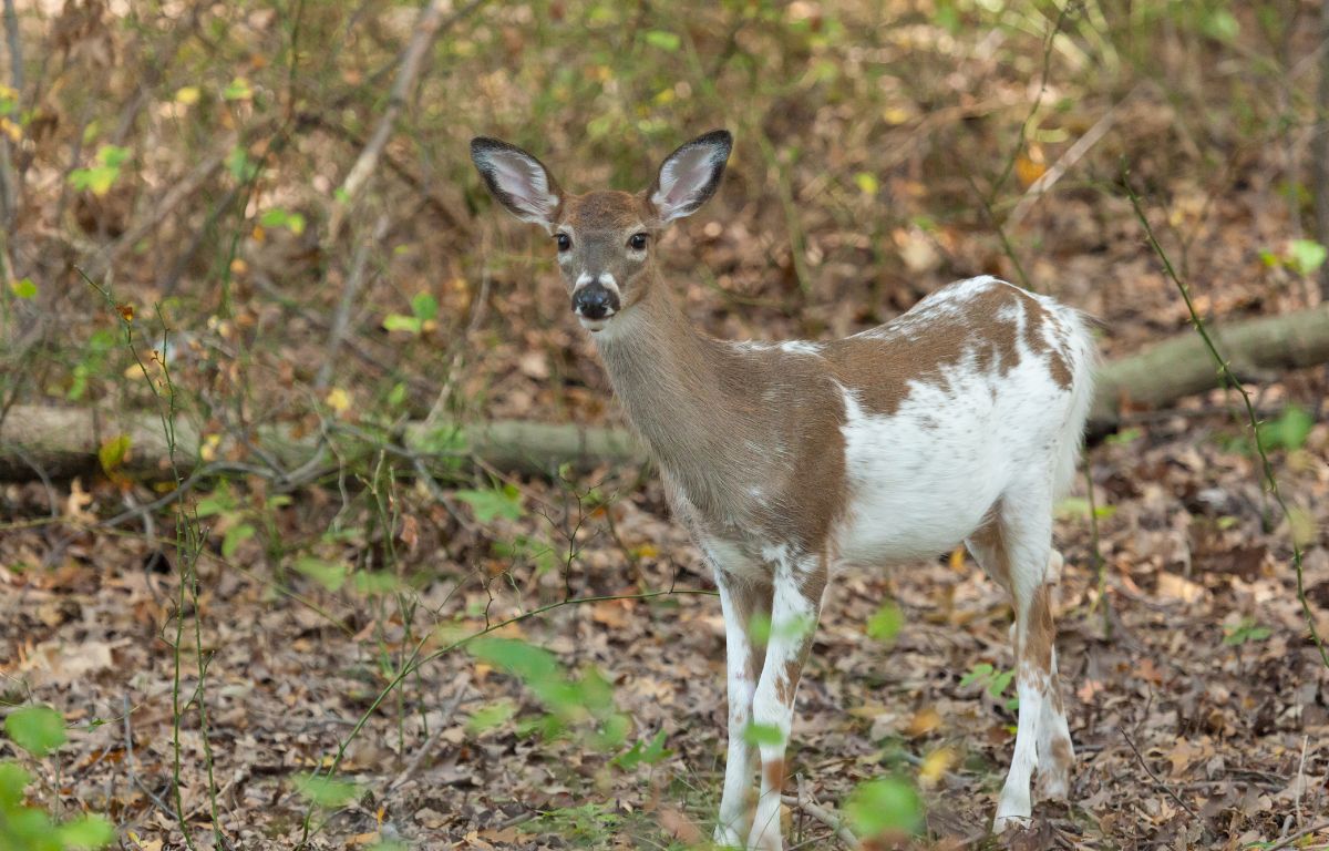 photo of piebald deer