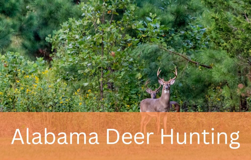 Alabama Deer Season & Hunting Regulations Made To Hunt