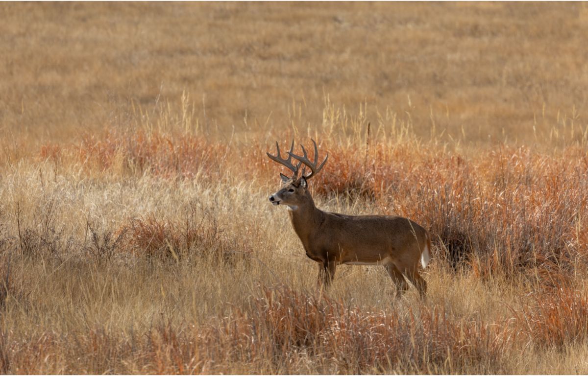 Michigan Deer Hunters Harvest 253,000 Deer in Firearm Season