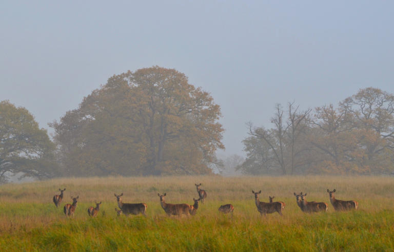 How to control the deer herd population, it’s not an easy task.
