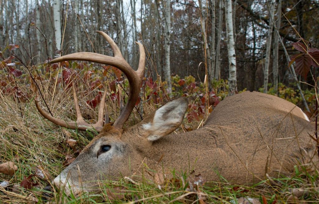 kentucky 2023 deer harvest released