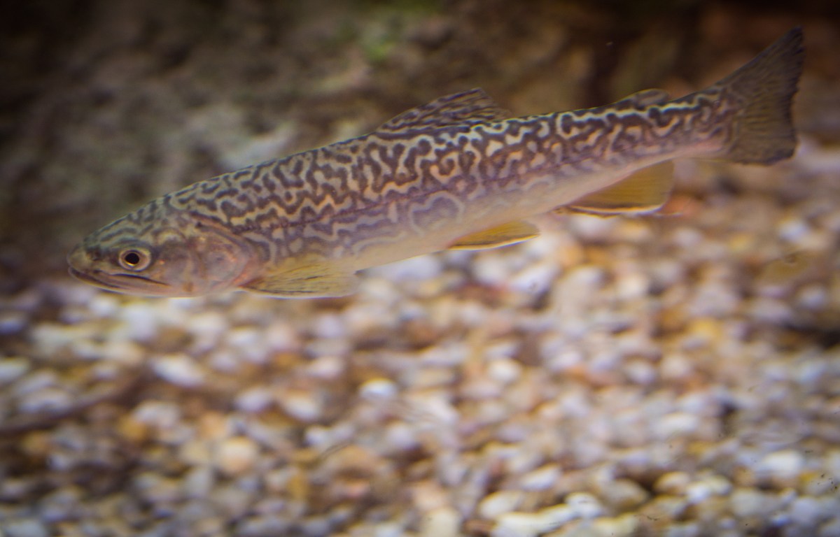 tiger trout in water