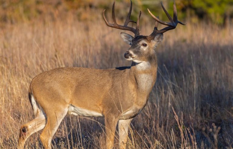 What is a cull buck and why are people talking about it?