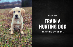 hunting dog training