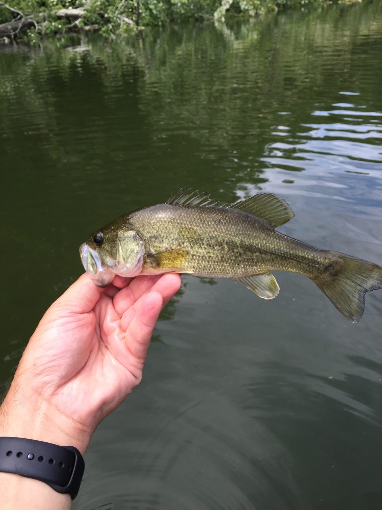 largemouth bass caught in lake