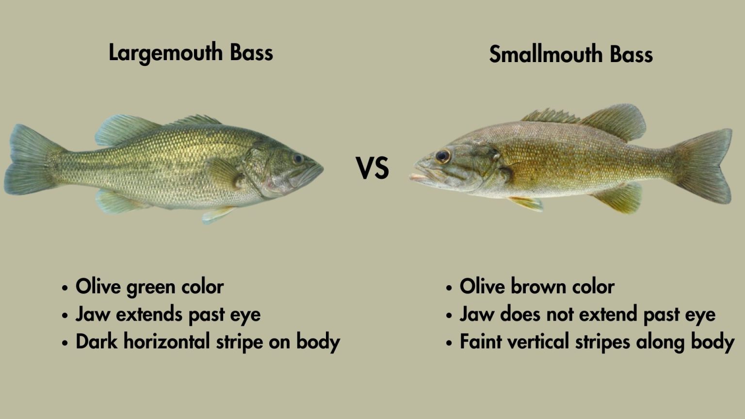 Largemouth Vs Smallmouth Bass Differences Explained